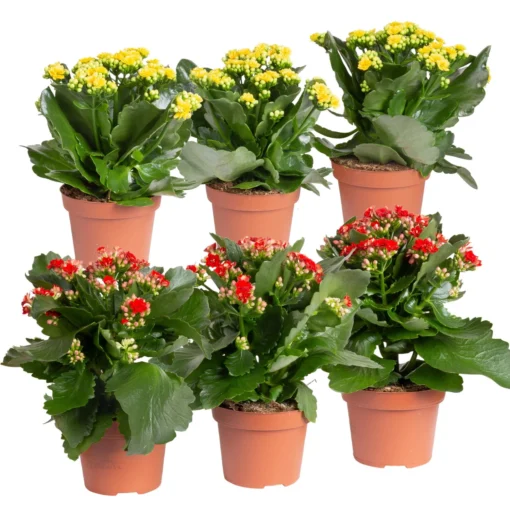 Kalanchoe 'Calandiva'®, Rot&gelb, Topf Topf-Ø 12 Cm, Höhe Ca. 20-30cm, 6er-Set -Gartenmöbelgeschäft 0210350371 Kalanchoe rot gelb 6er Set 3xrot