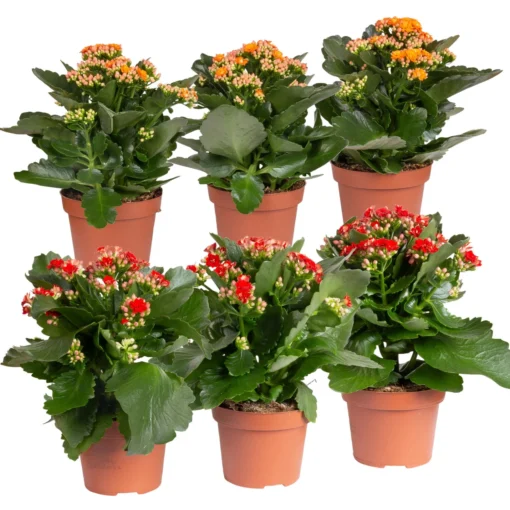 Kalanchoe 'Calandiva'®, Rot&orange, Topf-Ø 12 Cm, Höhe Ca. 20-30 Cm, 6er-Set -Gartenmöbelgeschäft 0210350372 Kalanchoe rot orange 6er Set 3xrot