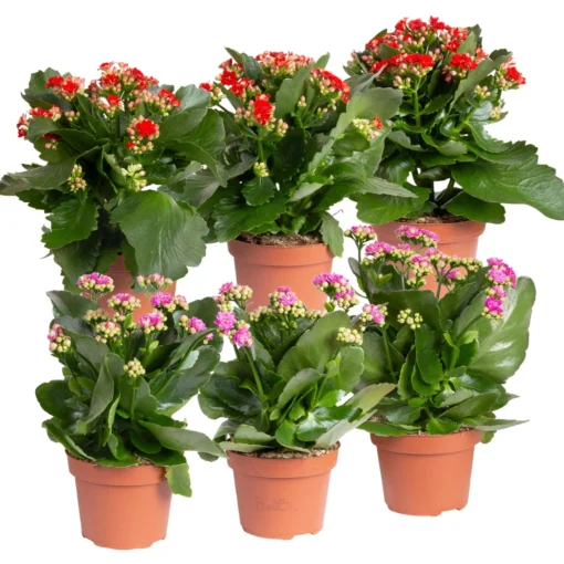 Kalanchoe 'Calandiva'®, Rot&violett, Topf-Ø 12 Cm, Höhe Ca. 20-30 Cm, 6er-Set -Gartenmöbelgeschäft 0210350373 Kalanchoe rot violett 6er Set 3xrot