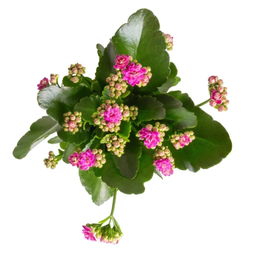 Kalanchoe 'Calandiva'®, Gelb&violett, Topf-Ø 12 Cm, Höhe Ca. 20-30 Cm, 6er-Set -Gartenmöbelgeschäft 0210350382 Kalanchoe violett 6er Set 6xviolett 1 1