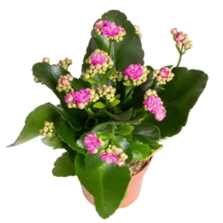 Kalanchoe 'Calandiva'®, Gelb&violett, Topf-Ø 12 Cm, Höhe Ca. 20-30 Cm, 6er-Set -Gartenmöbelgeschäft 0210350382 Kalanchoe violett 6er Set 6xviolett 3 1