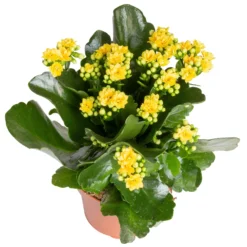 Kalanchoe 'Calandiva'®, Gelb&violett, Topf-Ø 12 Cm, Höhe Ca. 20-30 Cm, 6er-Set -Gartenmöbelgeschäft 0210350384 Kalanchoe gelb 6er Set 6xgelb 2 1