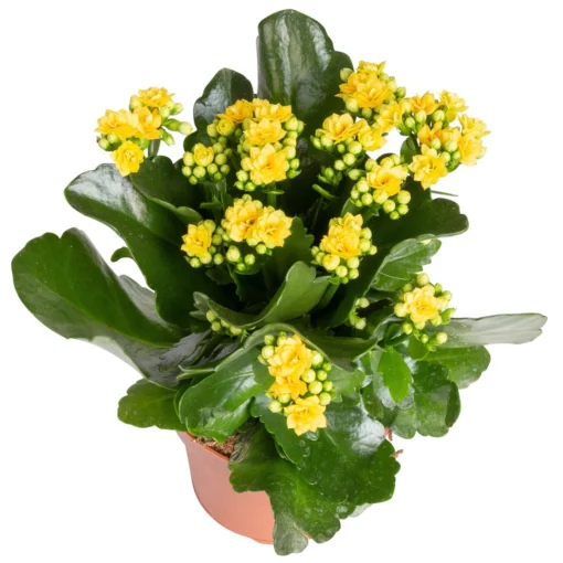 Kalanchoe 'Calandiva'®, Rot&gelb, Topf Topf-Ø 12 Cm, Höhe Ca. 20-30cm, 6er-Set -Gartenmöbelgeschäft 0210350384 Kalanchoe gelb 6er Set 6xgelb 2