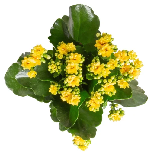 Kalanchoe 'Calandiva'®, Gelb&violett, Topf-Ø 12 Cm, Höhe Ca. 20-30 Cm, 6er-Set -Gartenmöbelgeschäft 0210350384 Kalanchoe gelb 6er Set 6xgelb 3 1