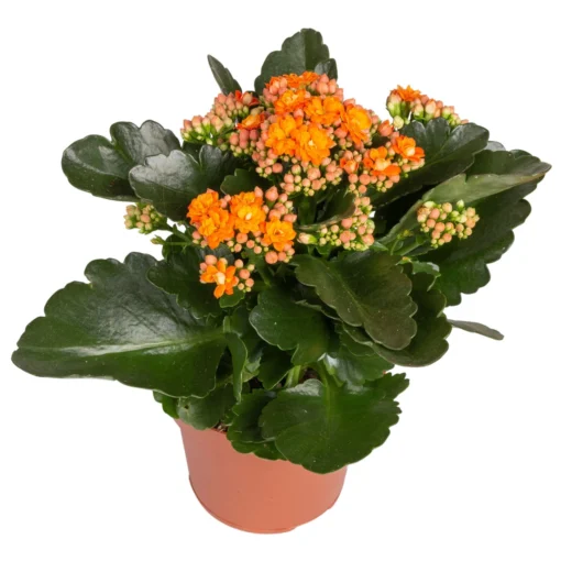 Kalanchoe 'Calandiva'®, Rot&orange, Topf-Ø 12 Cm, Höhe Ca. 20-30 Cm, 6er-Set -Gartenmöbelgeschäft 0210350385 Kalanchoe orange 6er Set 6xorange 2