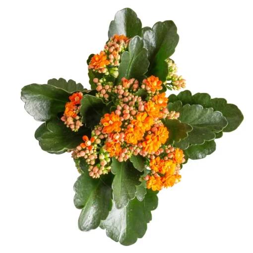 Kalanchoe 'Calandiva'®, Rot&orange, Topf-Ø 12 Cm, Höhe Ca. 20-30 Cm, 6er-Set -Gartenmöbelgeschäft 0210350385 Kalanchoe orange 6er Set 6xorange 3