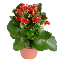 Kalanchoe 'Calandiva'®, Rot&gelb, Topf Topf-Ø 12 Cm, Höhe Ca. 20-30cm, 6er-Set -Gartenmöbelgeschäft 0210350387 Kalanchoe rot 6er Set 6xrot 21 1