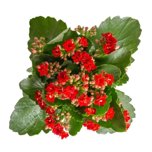 Kalanchoe 'Calandiva'®, Rot&gelb, Topf Topf-Ø 12 Cm, Höhe Ca. 20-30cm, 6er-Set -Gartenmöbelgeschäft 0210350387 Kalanchoe rot 6er Set 6xrot 3 1