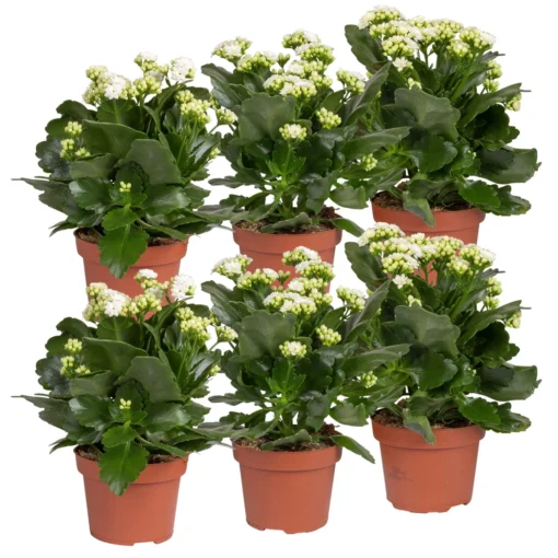 Kalanchoe 'Calandiva'®, Weiß, Topf-Ø 12 Cm, Höhe Ca. 27,5 Cm, 6er-Set -Gartenmöbelgeschäft 0210350388 Kalanchoe weiss 6er Set 6xweiss