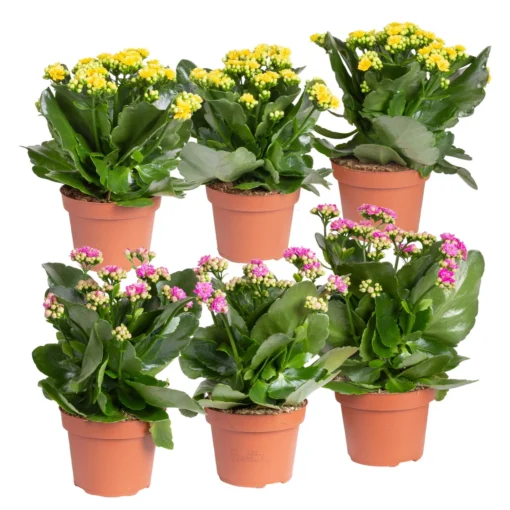 Kalanchoe 'Calandiva'®, Gelb&violett, Topf-Ø 12 Cm, Höhe Ca. 20-30 Cm, 6er-Set -Gartenmöbelgeschäft 0210350391 Kalanchoe gelb violett 6er Set 3xgelb