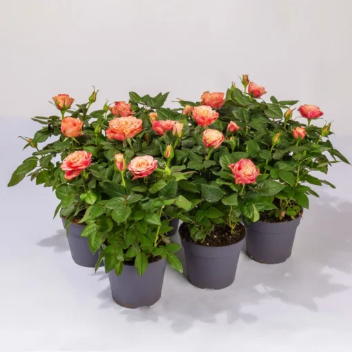 Rose Patio, Orange, Topf-Ø 13 Cm, 6er-Set -Gartenmöbelgeschäft 0210550251 Rose Patio T13 6er Set orange WS 1