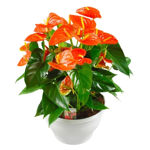 Flamingoblume, 'Prince Of Orange', Orange, Topf-Ø 30 Cm, Höhe Ca. 65 Cm -Gartenmöbelgeschäft 0210650412 Anthurium Andreanum Prince of Orange 30cm T H65cm