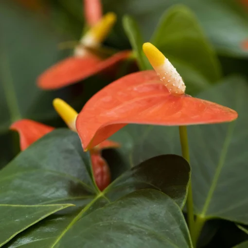 Flamingoblume, 'Prince Of Orange', Orange, Topf-Ø 30 Cm, Höhe Ca. 65 Cm -Gartenmöbelgeschäft 0210650412 Anthurium Andreanum Prince of Orange