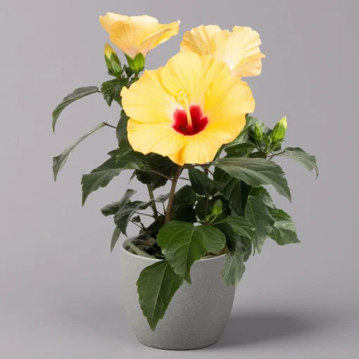 Hibiskus, Gelb, Topf-Ø 13 Cm, Höhe Ca. 35 Cm, 2er-Set -Gartenmöbelgeschäft 0213100205 Hibiscus gelb 2er Set WS 2