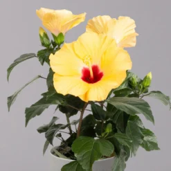 Hibiskus, Gelb, Topf-Ø 13 Cm, Höhe Ca. 35 Cm, 2er-Set -Gartenmöbelgeschäft 0213100205 Hibiscus gelb 2er Set WS 3