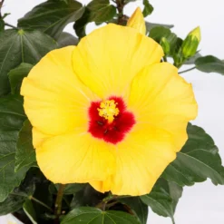 Hibiskus, Gelb, Topf-Ø 13 Cm, Höhe Ca. 35 Cm, 2er-Set -Gartenmöbelgeschäft 0213100205 Hibiscus gelb 2er Set WS 5