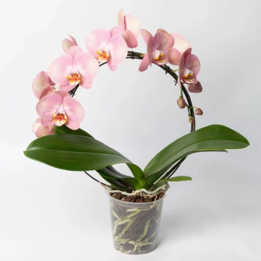 Schmetterlingsorchidee, Pink, Bogen, Topf-Ø 12 Cm, Höhe Ca. 45 Cm -Gartenmöbelgeschäft 0215250519 Phalaenopsis Moon rosa T12 1 117182