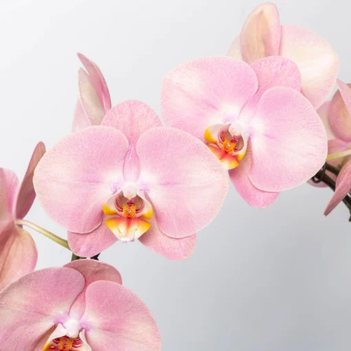 Schmetterlingsorchidee, Pink, Bogen, Topf-Ø 12 Cm, Höhe Ca. 45 Cm -Gartenmöbelgeschäft 0215250519 Phalaenopsis Moon rosa T12 2 117183