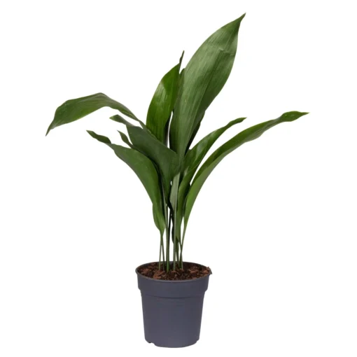 Schusterpalme, Topf-Ø 17 Cm, Höhe Ca. 70 Cm -Gartenmöbelgeschäft 0220102508 Aspidistra Elatior 17cm T H 70cm