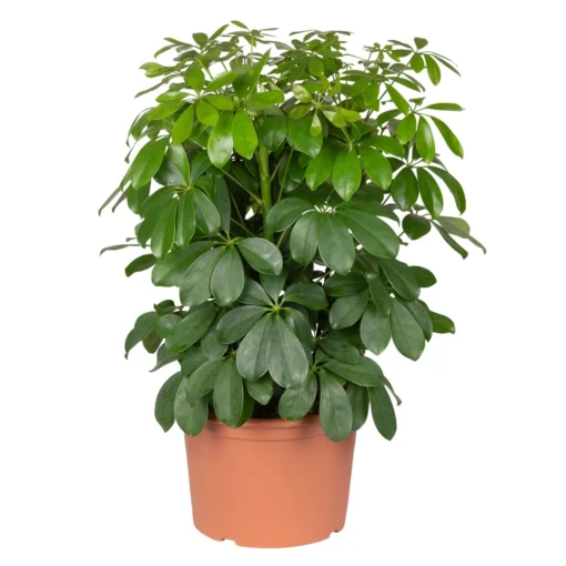 Schefflera Arboricola 'Nora', Topf-Ø 21 Cm, Höhe Ca. 55 Cm -Gartenmöbelgeschäft 0220106951 Schefflera arbor Nora 3er Tuff 21cm T H 55cm