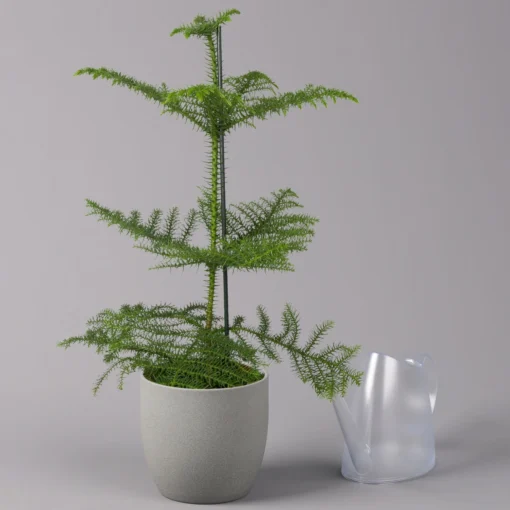 Zimmertanne, Topf-Ø 17 Cm, Höhe Ca. 45 Cm -Gartenmöbelgeschäft 0220108509 Araucaria heterophylla T17cm H45cm1 116552