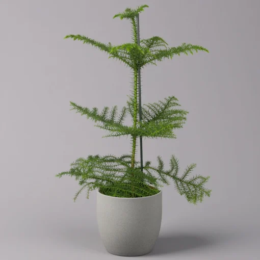 Zimmertanne, Topf-Ø 17 Cm, Höhe Ca. 45 Cm -Gartenmöbelgeschäft 0220108509 Araucaria heterophylla T17cm H45cm2 116553