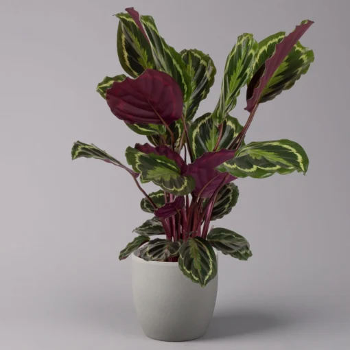 Calathea 'Medallion', Topf-Ø 19 Cm, Höhe Ca. 85 Cm -Gartenmöbelgeschäft 0220160008 Calathea Medaillon 19cm 1 109547