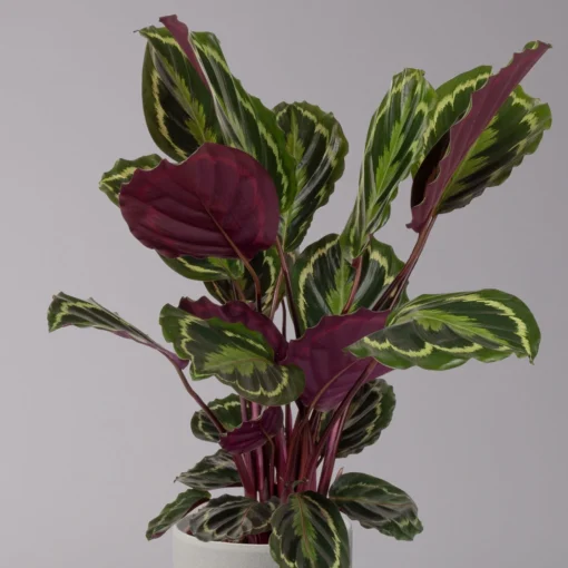 Calathea 'Medallion', Topf-Ø 19 Cm, Höhe Ca. 85 Cm -Gartenmöbelgeschäft 0220160008 Calathea Medaillon 19cm 2 109548