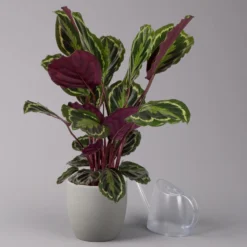 Calathea 'Medallion', Topf-Ø 19 Cm, Höhe Ca. 85 Cm -Gartenmöbelgeschäft 0220160008 Calathea Medaillon 19cm 3 109549