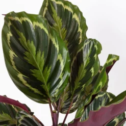 Calathea 'Medallion', Topf-Ø 19 Cm, Höhe Ca. 85 Cm -Gartenmöbelgeschäft 0220160008 Calathea Medaillon 19cm 4 109550