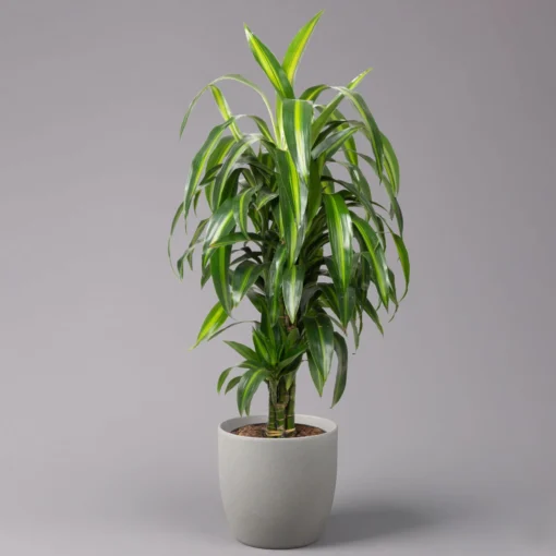 Duftender Drachenbaum 'Hawaiian Sunshine', Topf-Ø 24 Cm, H: Ca. 90 Cm -Gartenmöbelgeschäft 0221400032 Dracaena fragr Hawaiian Sunshine 24cm 1