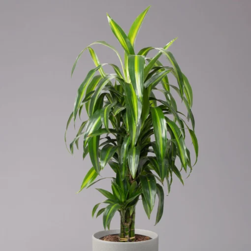 Duftender Drachenbaum 'Hawaiian Sunshine', Topf-Ø 24 Cm, H: Ca. 90 Cm -Gartenmöbelgeschäft 0221400032 Dracaena fragr Hawaiian Sunshine 24cm 2