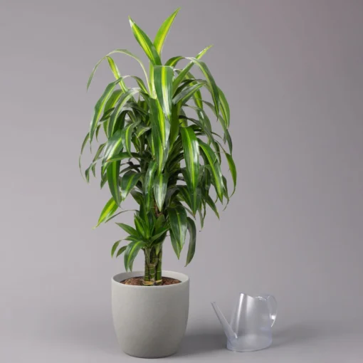 Duftender Drachenbaum 'Hawaiian Sunshine', Topf-Ø 24 Cm, H: Ca. 90 Cm -Gartenmöbelgeschäft 0221400032 Dracaena fragr Hawaiian Sunshine 24cm 3