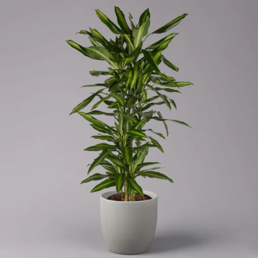 Duftender Drachenbaum 'Cintho', Verzweigt, Topf-Ø 27 Cm, Höhe Ca. 120 Cm -Gartenmöbelgeschäft 0221500060 Dracaena fragr Cintho verzweigt 27cm 1