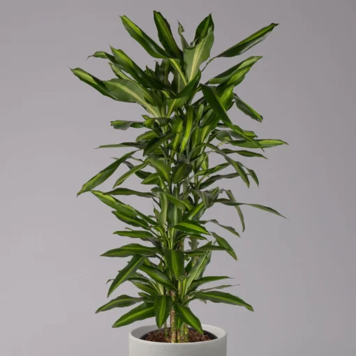 Duftender Drachenbaum 'Cintho', Verzweigt, Topf-Ø 27 Cm, Höhe Ca. 120 Cm -Gartenmöbelgeschäft 0221500060 Dracaena fragr Cintho verzweigt 27cm 2