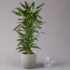 Duftender Drachenbaum 'Cintho', Verzweigt, Topf-Ø 27 Cm, Höhe Ca. 120 Cm -Gartenmöbelgeschäft 0221500060 Dracaena fragr Cintho verzweigt 27cm 3