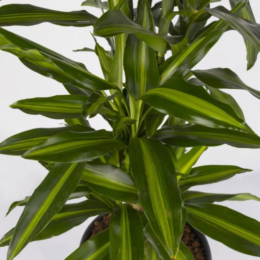 Duftender Drachenbaum 'Cintho', Verzweigt, Topf-Ø 27 Cm, Höhe Ca. 120 Cm -Gartenmöbelgeschäft 0221500060 Dracaena fragr Cintho verzweigt 27cm 4