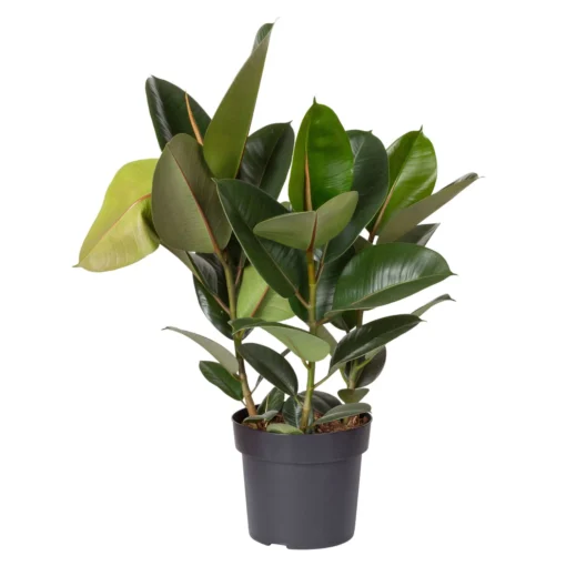 Gummibaum 'Robusta', Topf-Ø 19 Cm, Höhe Ca. 80 Cm -Gartenmöbelgeschäft 0223200031 Ficus elast Robusta 2