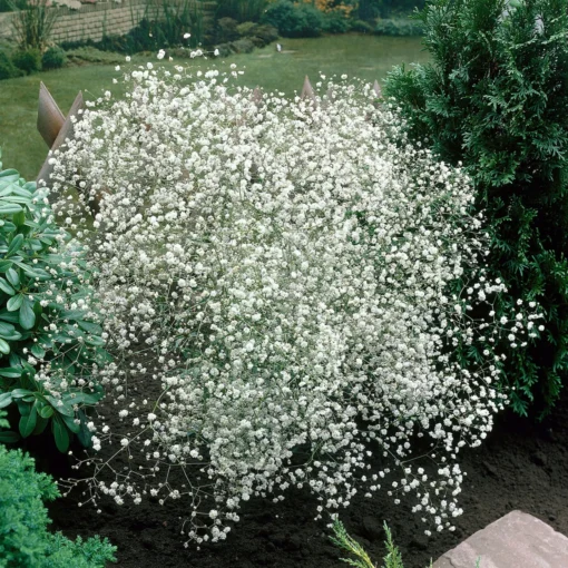 Bio Schleierkraut 'Summer Sparkles' Weiß, Topf-Ø 11cm, 3er-Set -Gartenmöbelgeschäft 0310102960 Gypsophila pan 6949