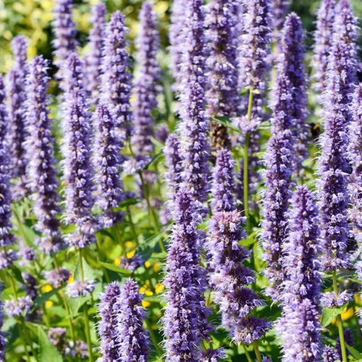 Bio Duftnessel 'Blue Fortune' Violett, Topf-Ø 11 Cm, 3er-Set -Gartenmöbelgeschäft 0310104954 Agastache rugosa Blue Fortune Koelle 11cm Topf 24554