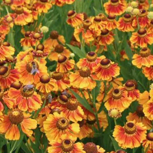 Bio Sonnenbraut 'Kokarde' Gelb-rot, Topf-Ø 11 Cm, 3er-Set -Gartenmöbelgeschäft 0310107409 Helenium Kokarde 46342