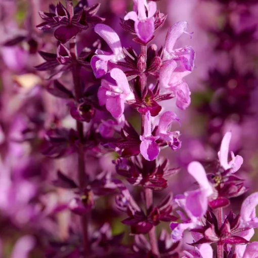 Bio Steppen-Salbei 'Amethyst' Violett, Topf-Ø 11 Cm, 3er-Set -Gartenmöbelgeschäft 0310107560 Salvia nemorosa Amethyst 75683