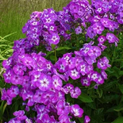 Gartenmöbelgeschäft -Gartenmöbelgeschäft 0310107613 Phlox paniculata Uspech Koelle 11cm Topf violett 70213