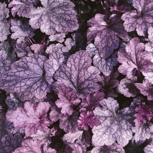 Purpurglöckchen 'Sugar Plum' Violett, Topf-Ø 12 Cm, 3er-Set -Gartenmöbelgeschäft 0310150155 KB Heuchera Sugar Plum 12er Topf silber violett 34528