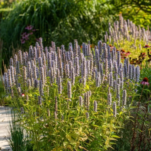 Bio Duftnessel 'Blue Fortune' Violett, Topf-Ø 11 Cm, 3er-Set -Gartenmöbelgeschäft 0319100246 Agastache rugosa Blue Fortune 1 83074