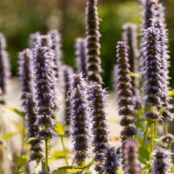 Bio Duftnessel 'Blue Fortune' Violett, Topf-Ø 11 Cm, 3er-Set -Gartenmöbelgeschäft 0319100246 Agastache rugosa Blue Fortune 83075