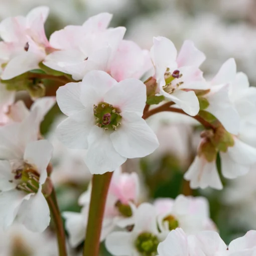 Bio Bergenie 'Schneekristall' Weiß, Topf-Ø 12 Cm, 3er-Set -Gartenmöbelgeschäft 0319100267 Bergenia Schneekristall weiss 84693