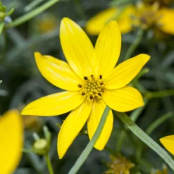 Gartenmöbelgeschäft -Gartenmöbelgeschäft 0319100297 Coreopsis verticillata Zagreb1 84698