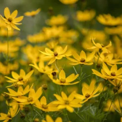 Gartenmöbelgeschäft -Gartenmöbelgeschäft 0319100297 Coreopsis verticillata Zagreb 84697