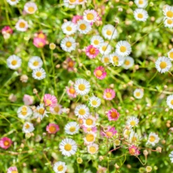 Gartenmöbelgeschäft -Gartenmöbelgeschäft 0319100311 Erigeron karvinsk Bluetenmeer 3 125717